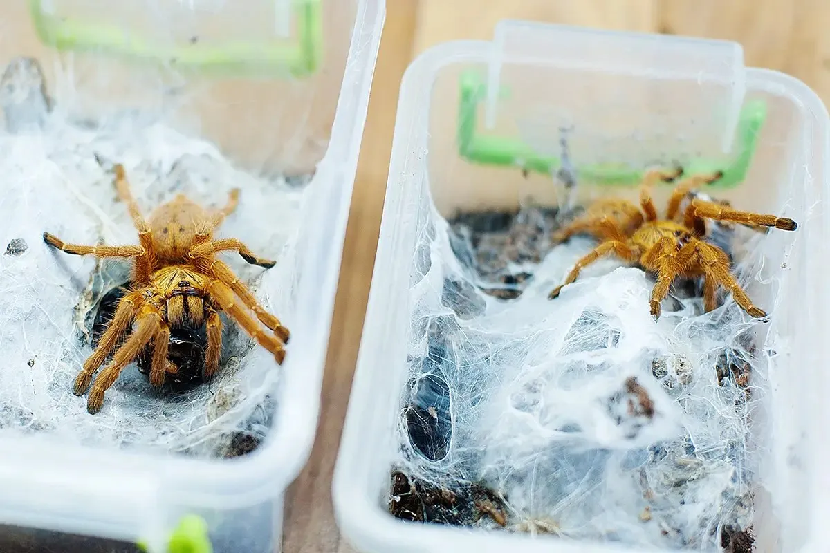 18128 orange baboon tarantula substrate
