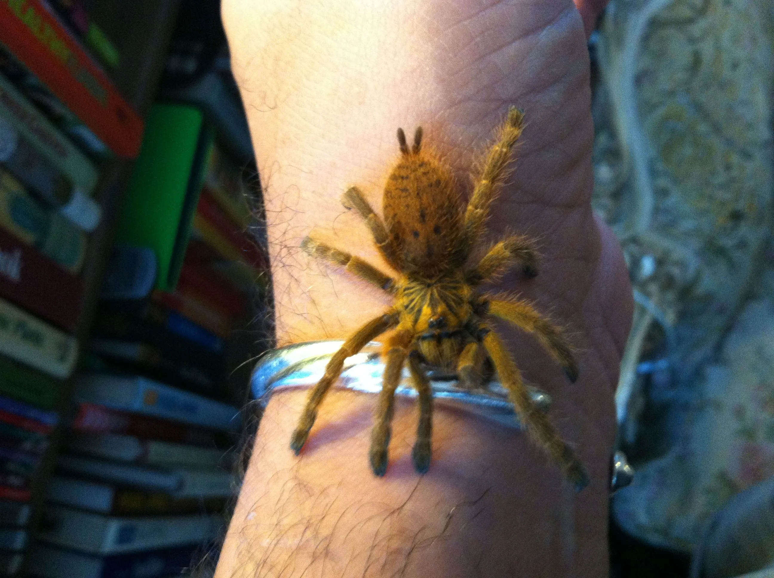 18128 orange baboon tarantula water dish