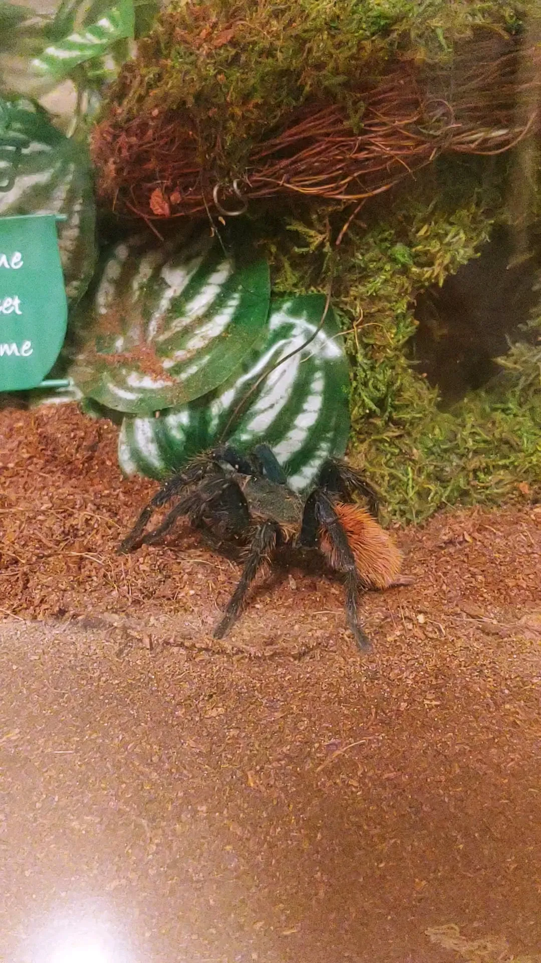18129 tarantula defense pedipalps