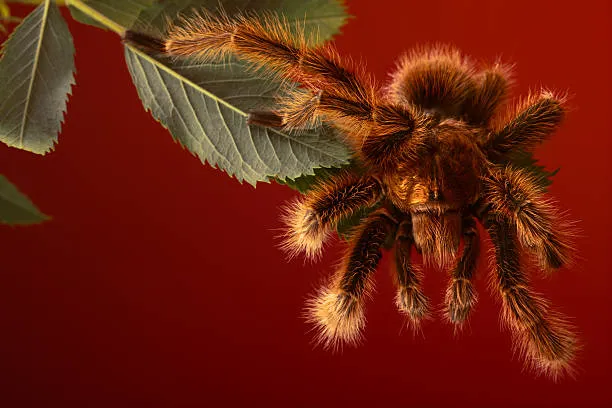 18129 tarantula molting pedipalps