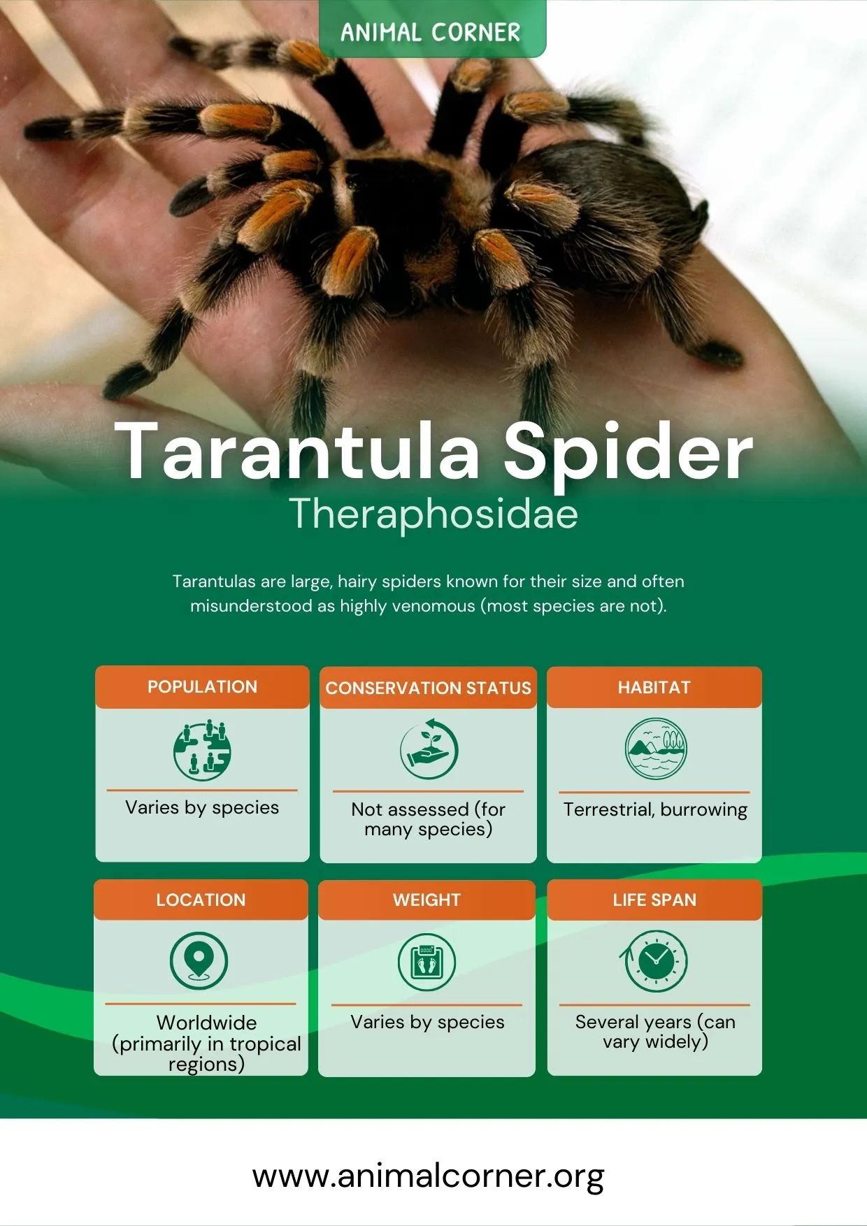 18130 tarantula lifespan