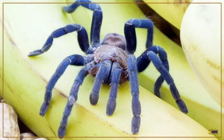 /img/18131-cobalt-blue-tarantula-feeding.webp