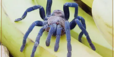 /img/18131-cobalt-blue-tarantula-feeding.webp