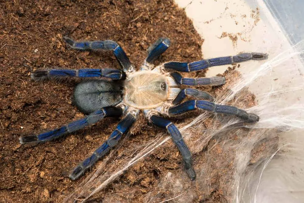 18131 cobalt blue tarantula mating