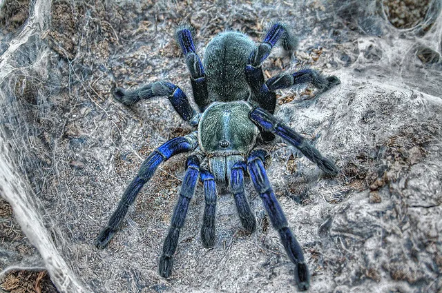 18131 cobalt blue tarantula size 1