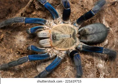 18131 cobalt blue tarantula size 3