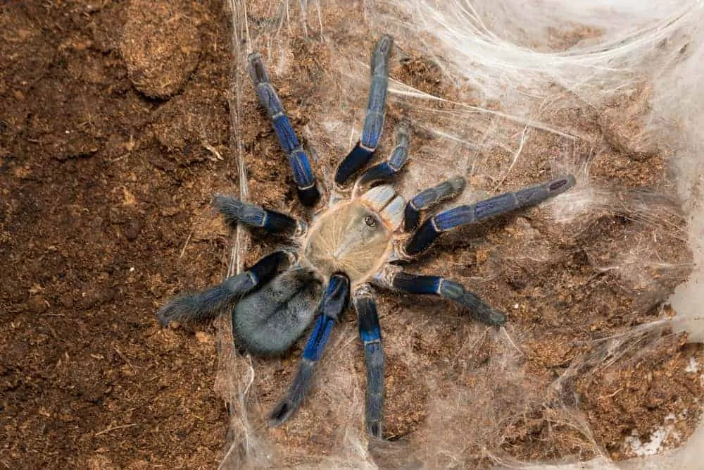 18131 cobalt blue tarantula spiderlings