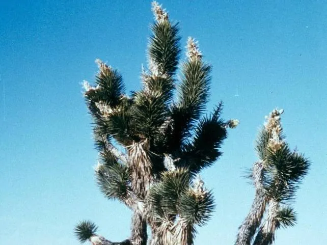 18132 desert blonde tarantula