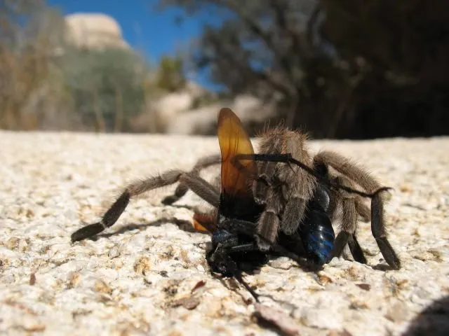 18132 desert tarantula close up