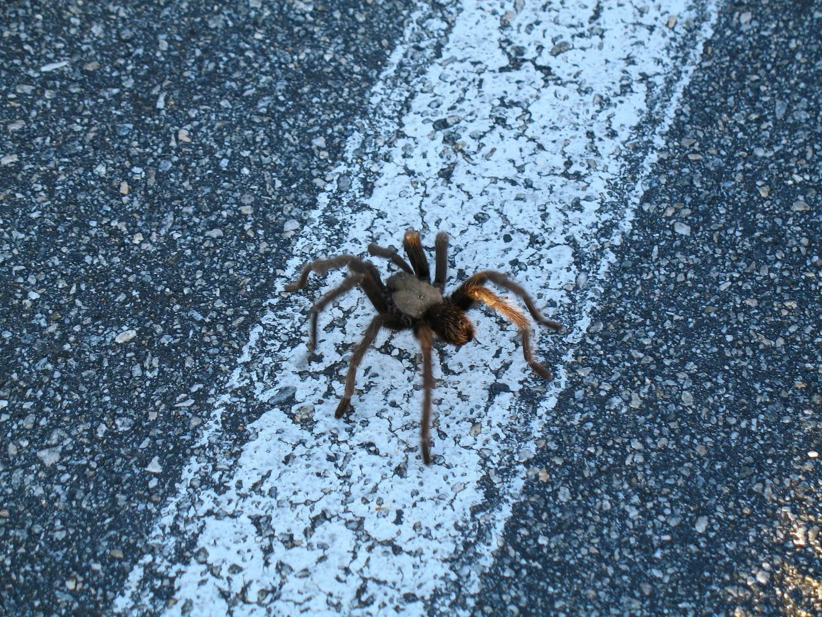 18132 joshua tree tarantula habitat