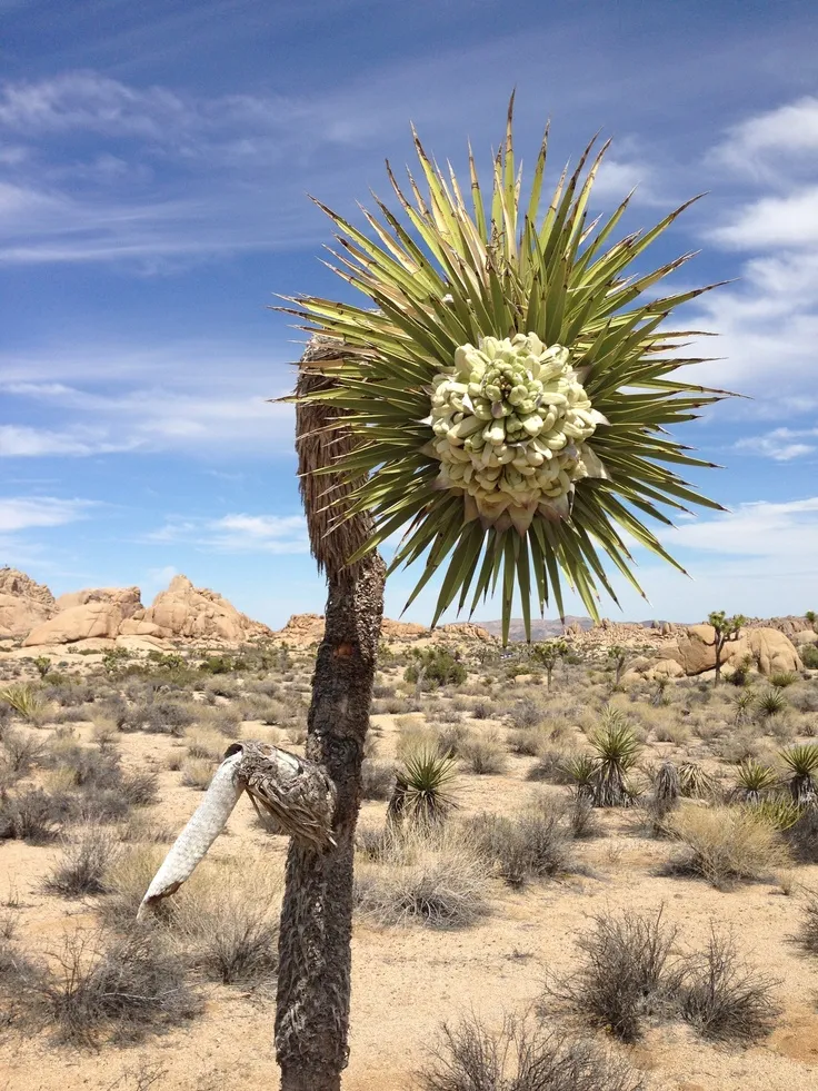 18132 joshua tree tarantula viewing