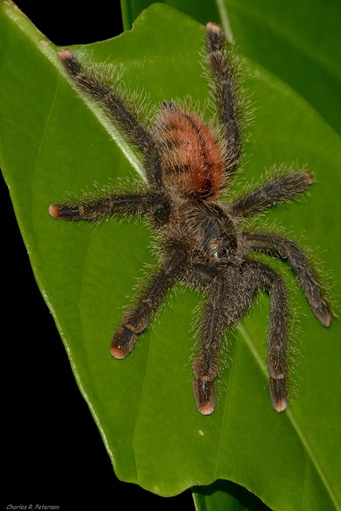 18133 siberian tarantula feeding