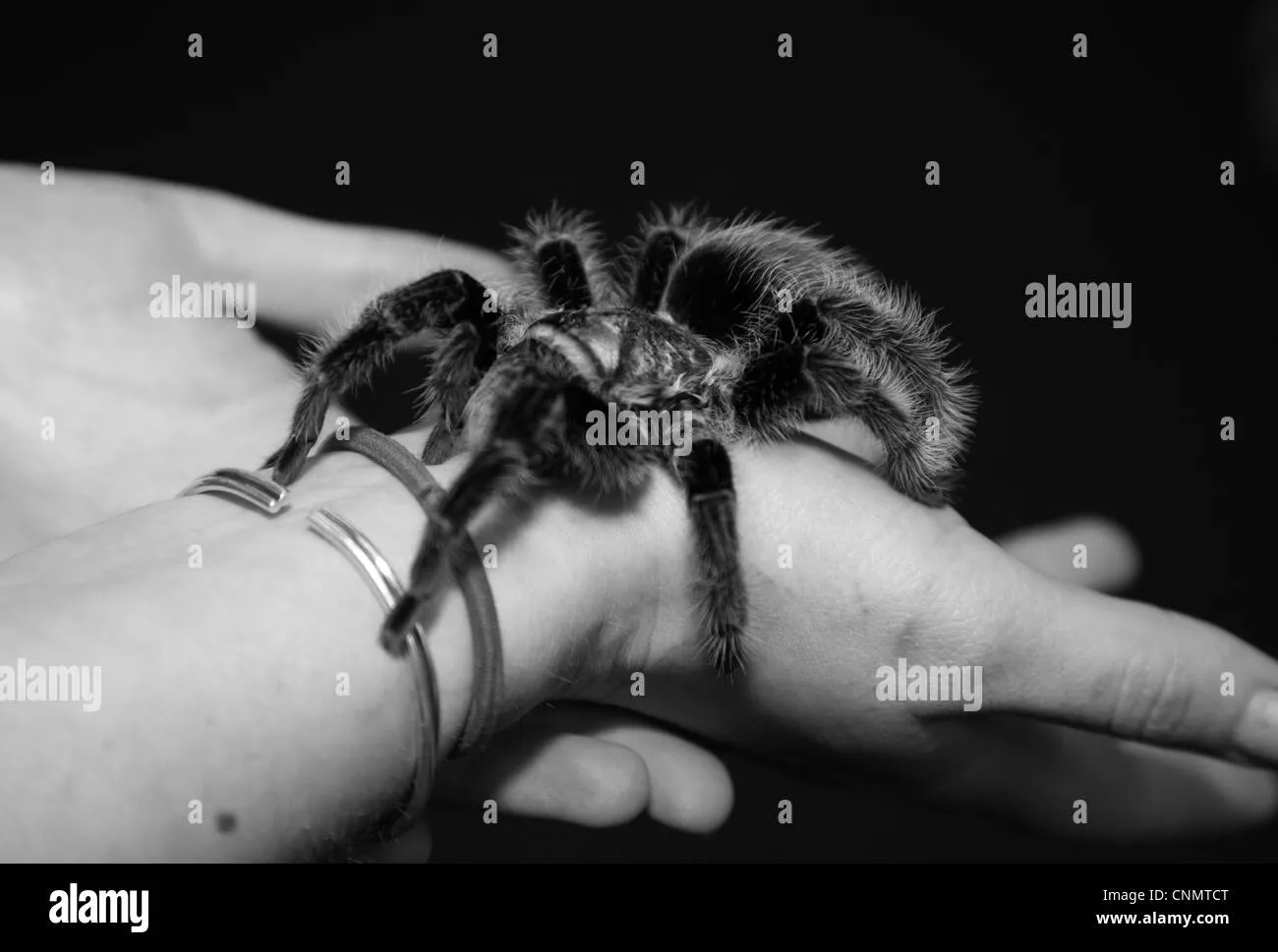 18134 tarantula handling equipment