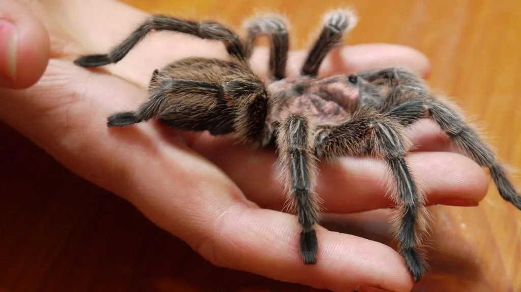/img/18134-tarantula-handling-faq.webp
