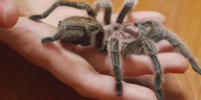 /img/18134-tarantula-handling-faq.webp