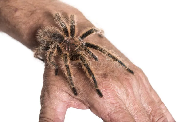 18134 tarantula handling steps