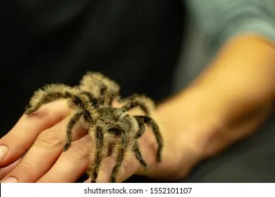 18134 tarantula species overview
