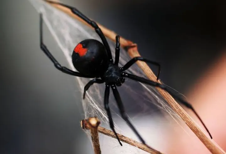 18137 spider size comparison