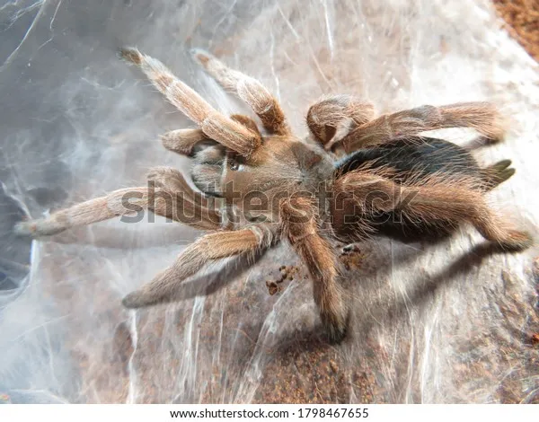 18140 north queensland tarantula feeding