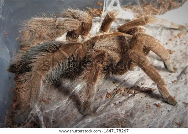 18140 north queensland tarantula female