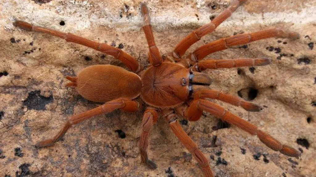 /img/18140-north-queensland-tarantula-male.webp