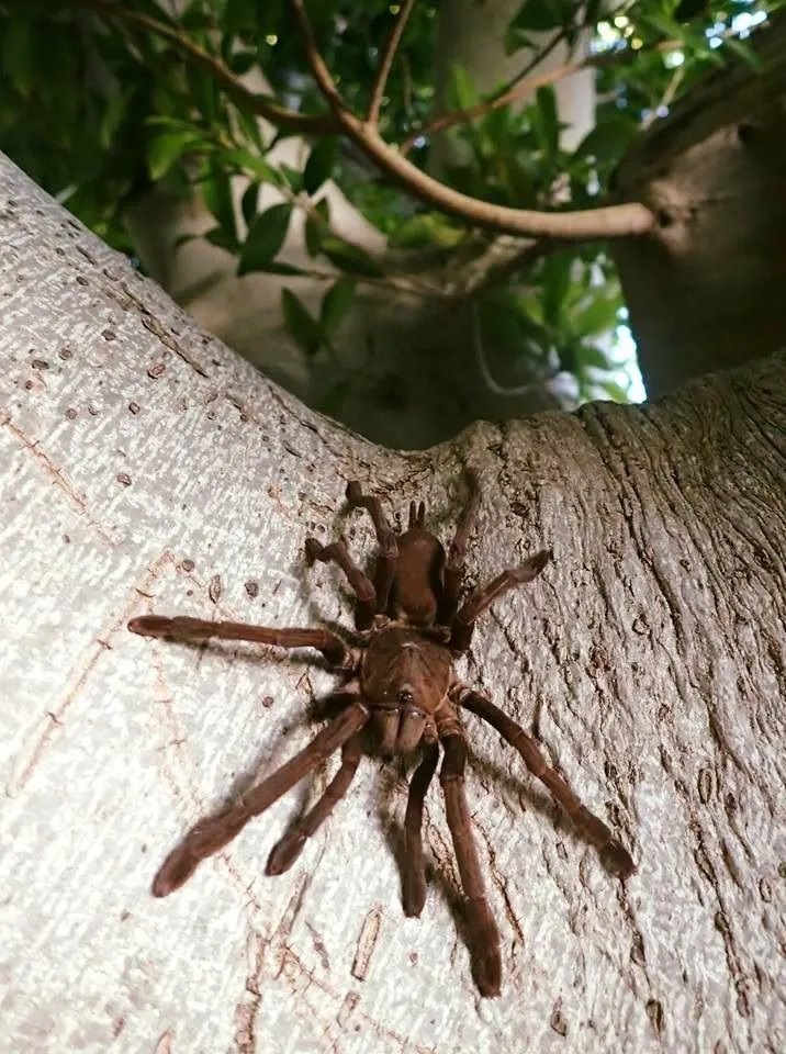 18140 north queensland tarantula predators