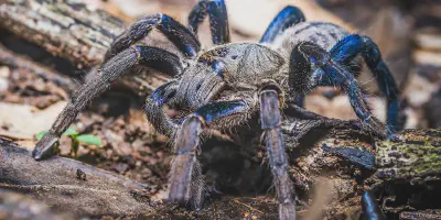 /img/18142-blue-tarantula-feeding-insect.webp