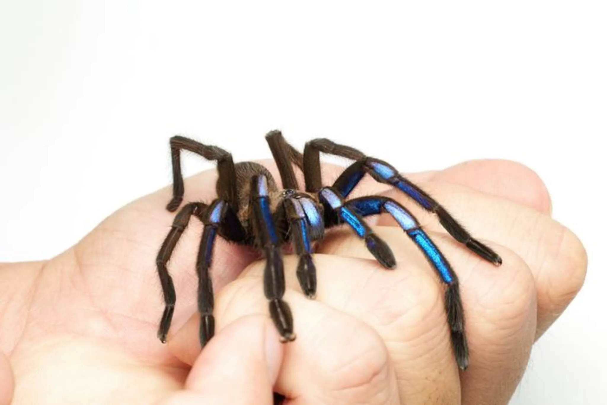18142 blue tarantula feeding
