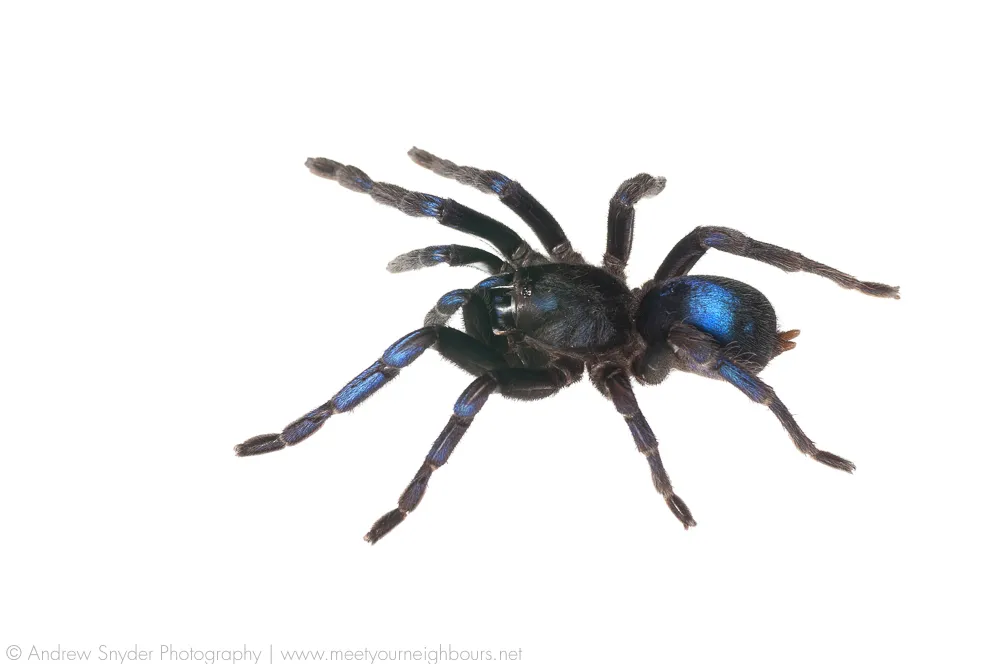 18142 blue tarantula molting