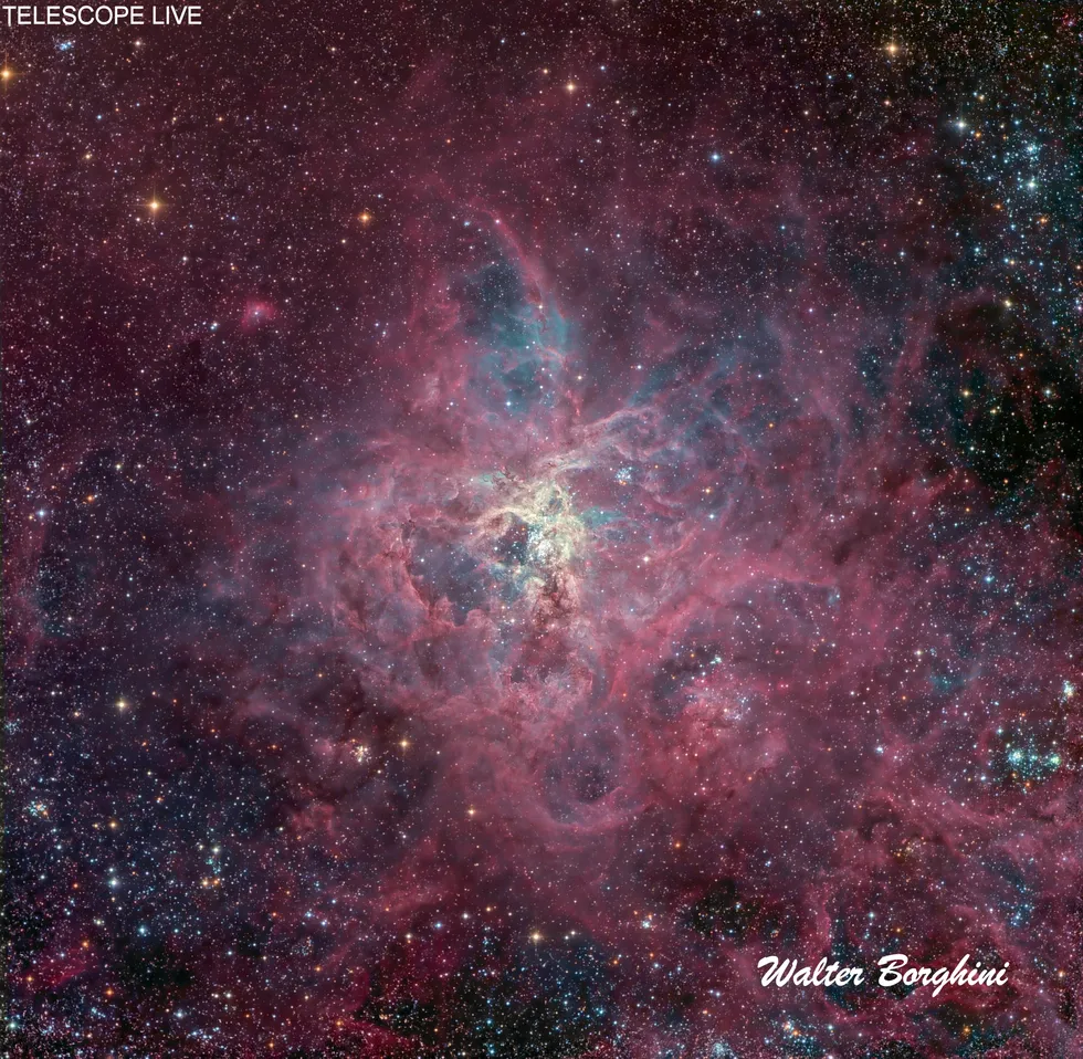 18144 nebula tarantula size