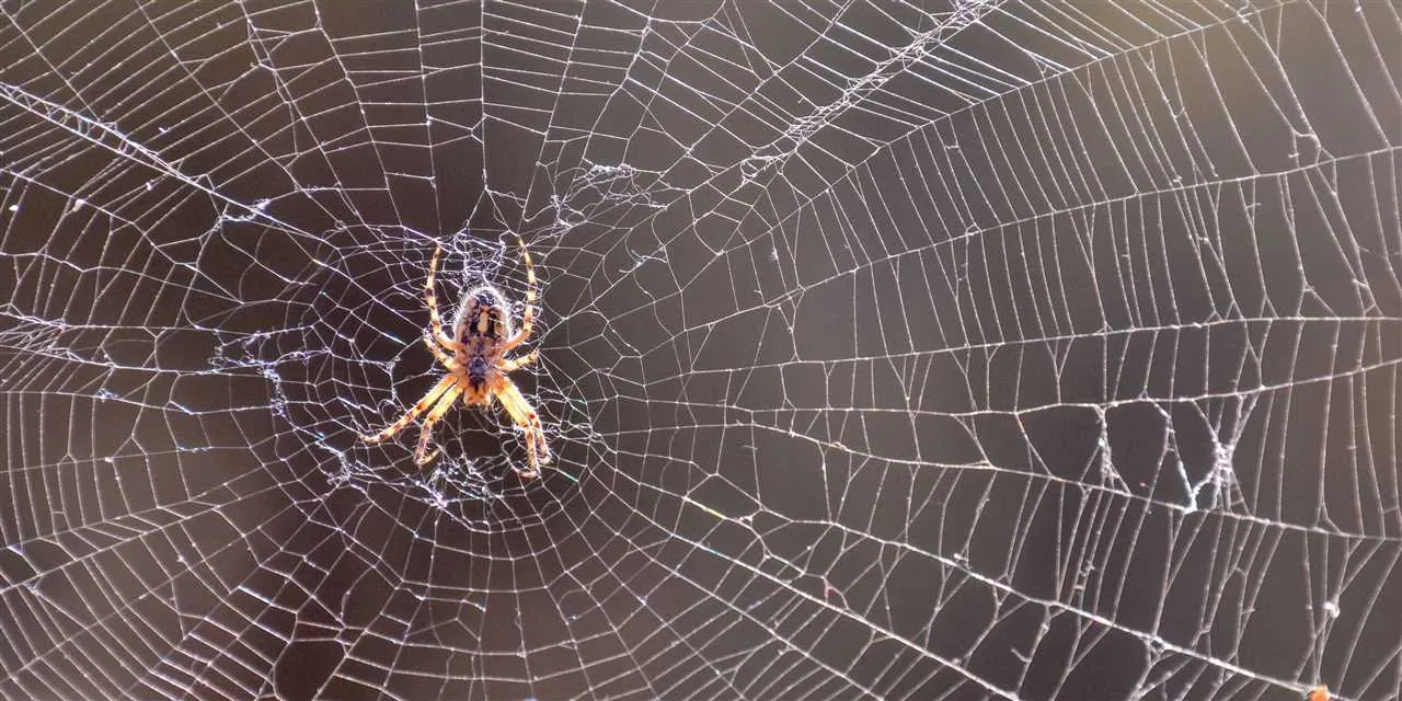 18148 tarantula hibernating