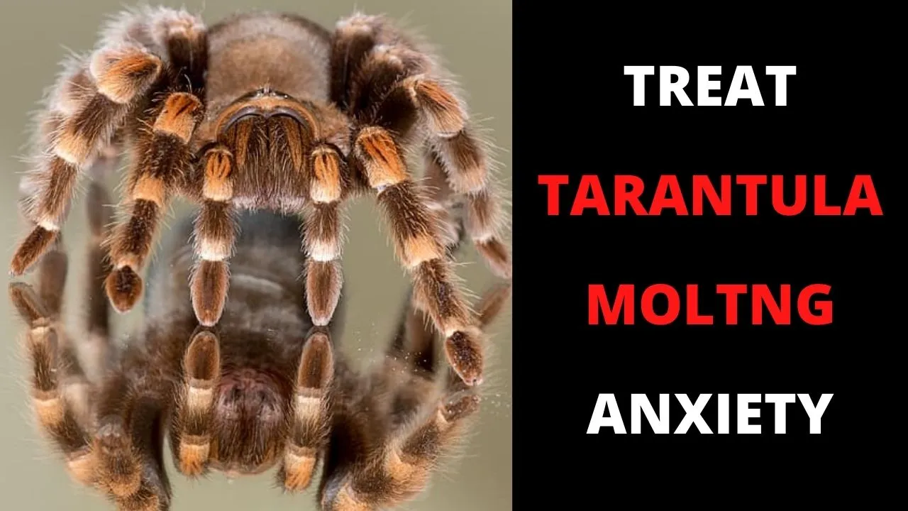 18148 tarantula species