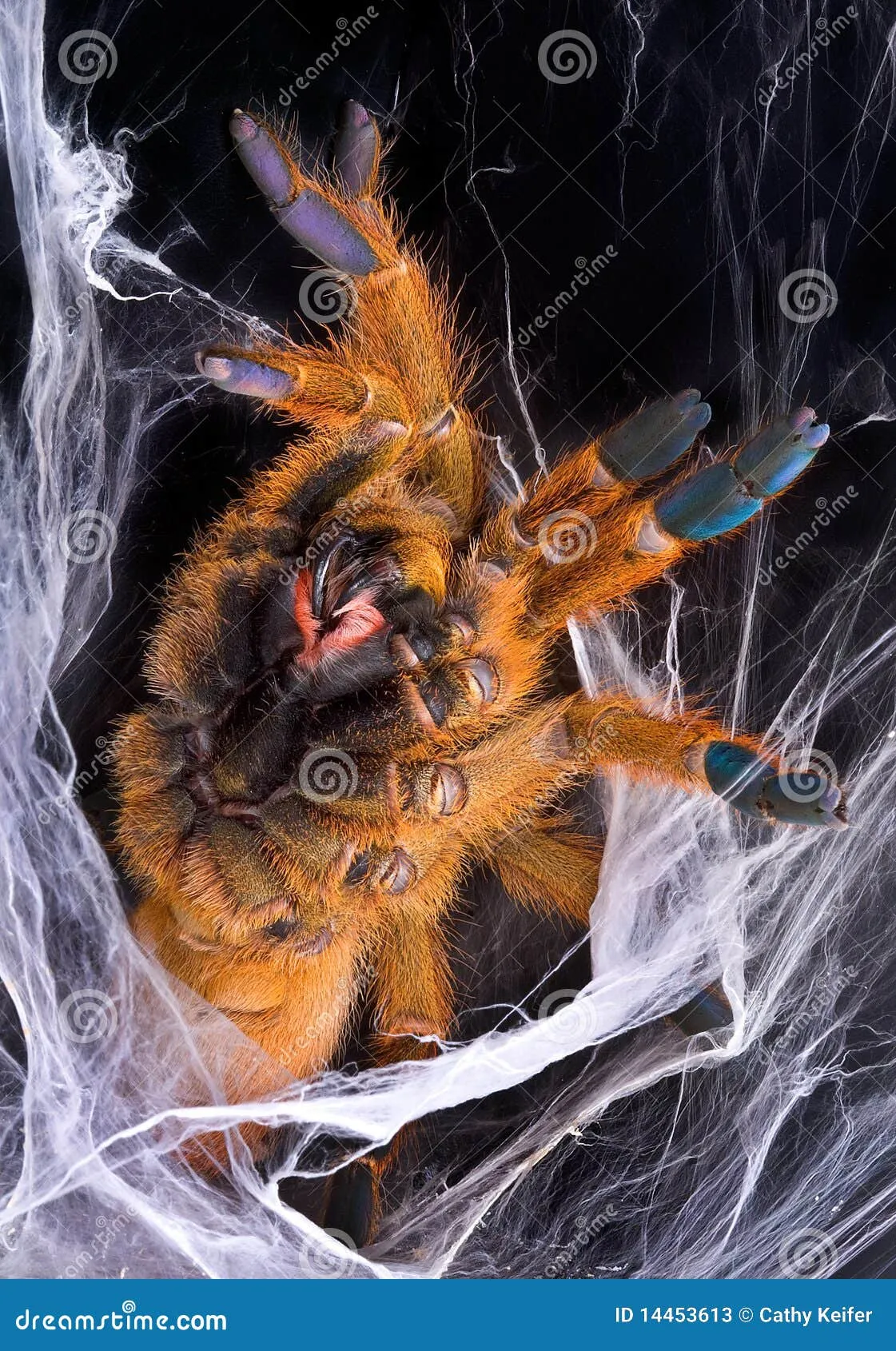 /img/18150-philippine-tarantula-handling.webp