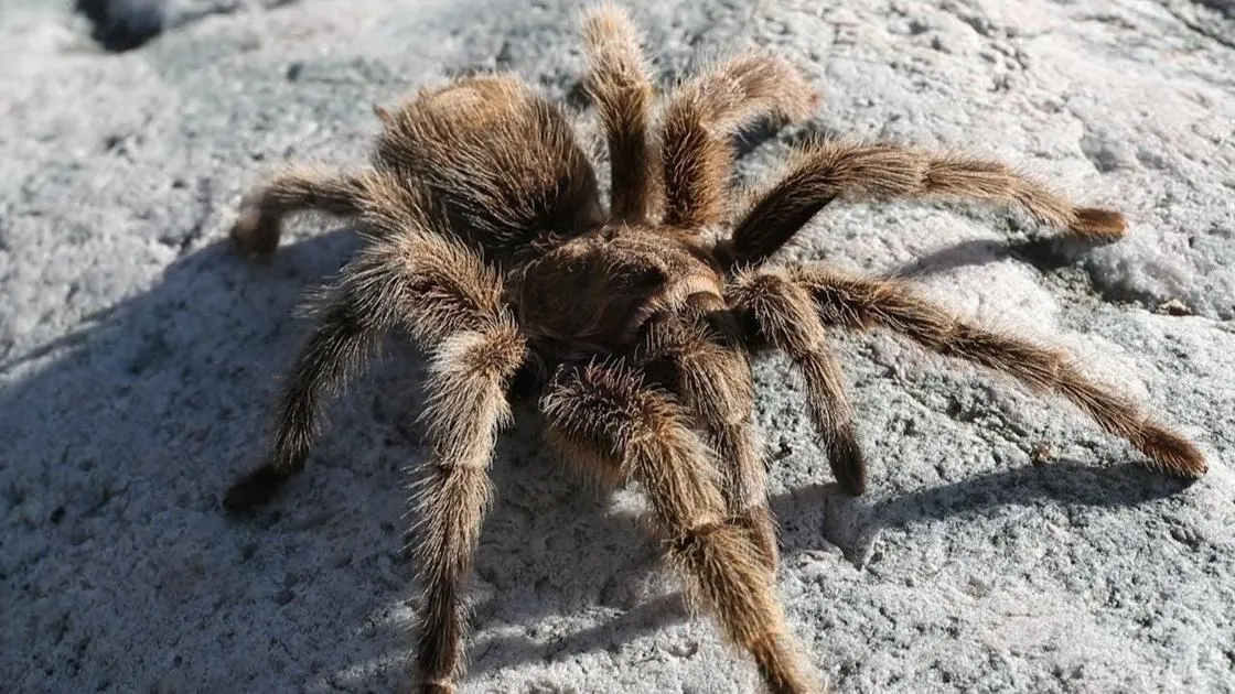 18151 tarantula bite