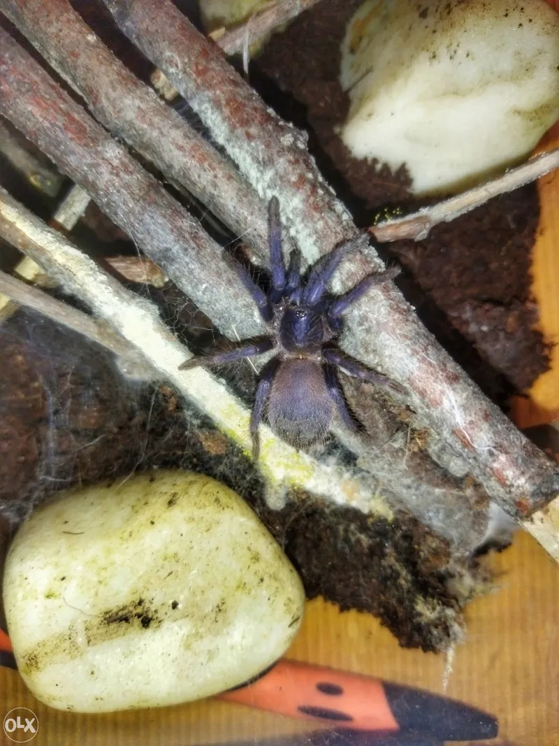 18152 tarantula species research