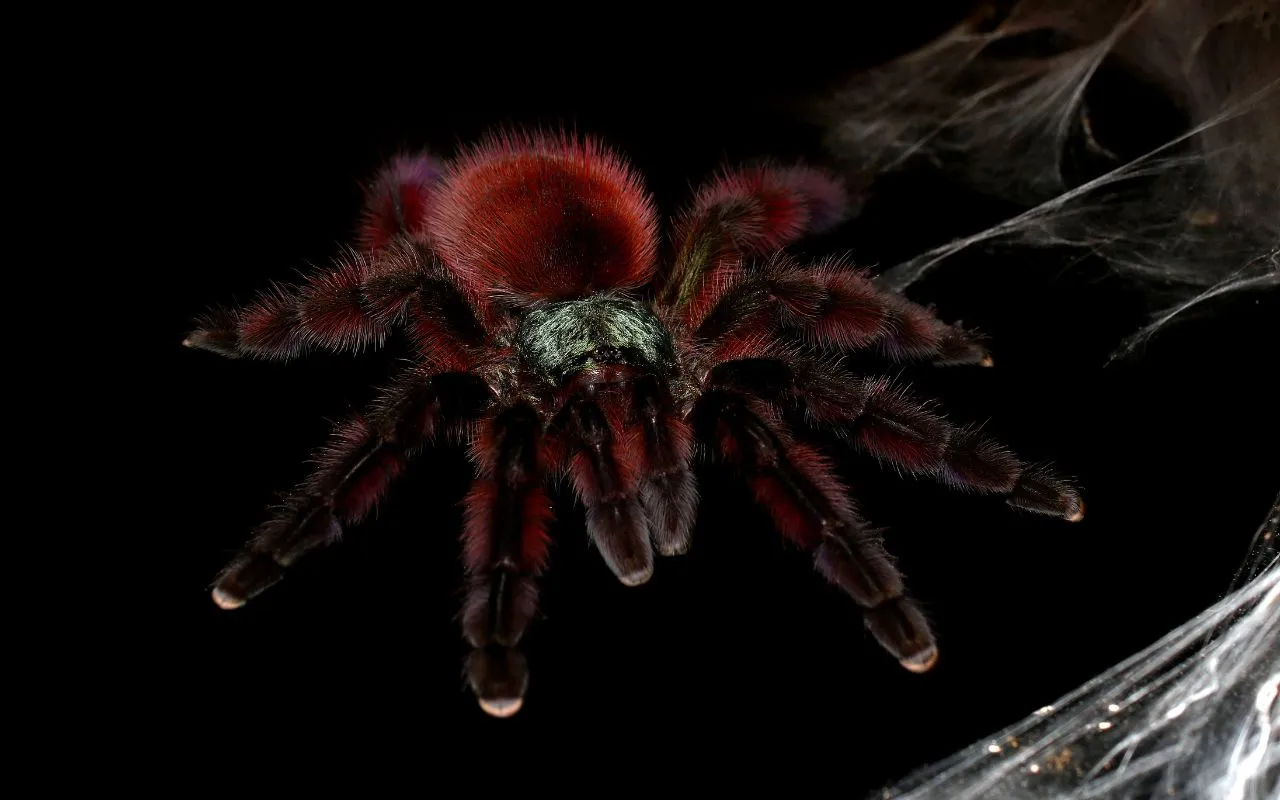 18153 pinktoe tarantula close up