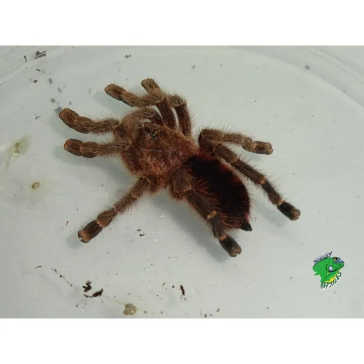 18153 pinktoe tarantula colors