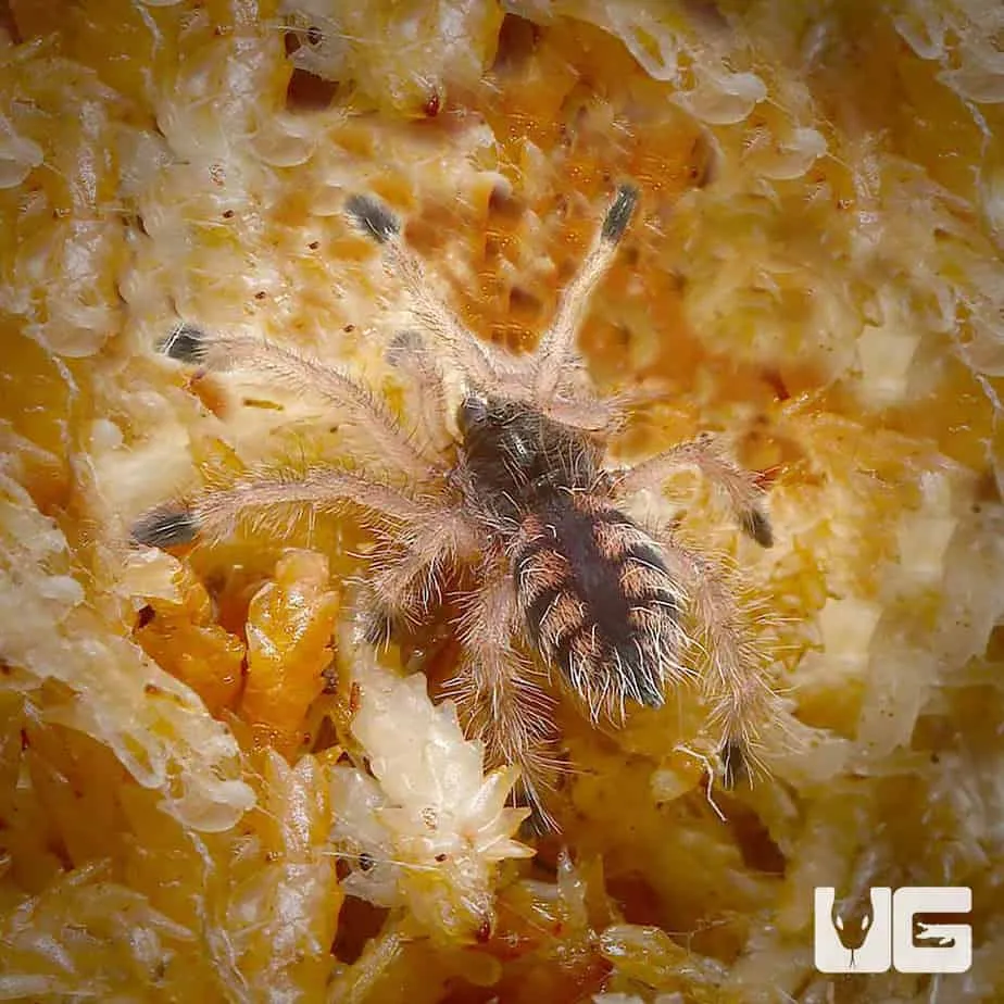 18153 pinktoe tarantula feeding