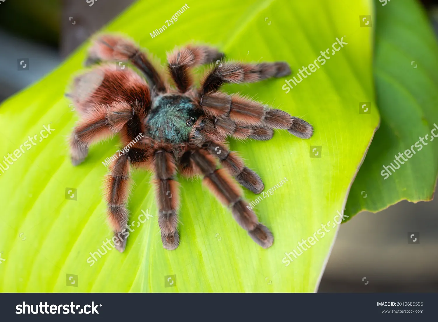 18153 pinktoe tarantula handling