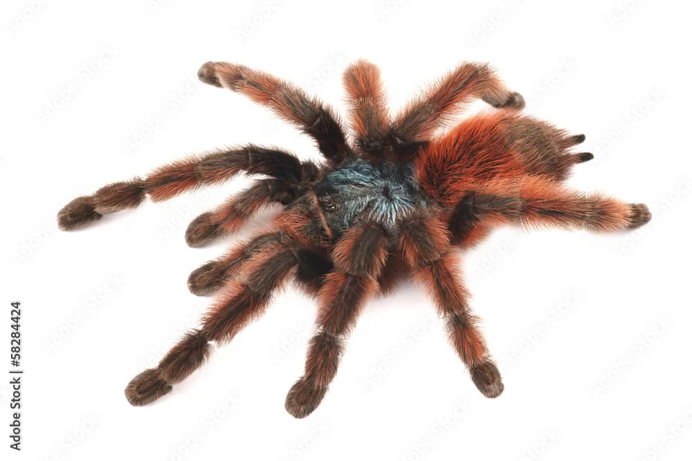 18153 pinktoe tarantula molting
