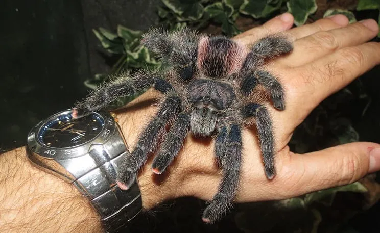 /img/18153-pinktoe-tarantula-size.webp