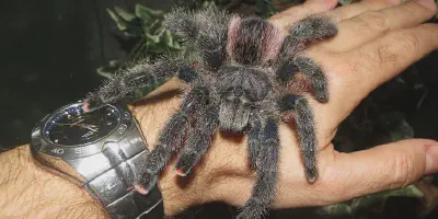 /img/18153-pinktoe-tarantula-size.webp