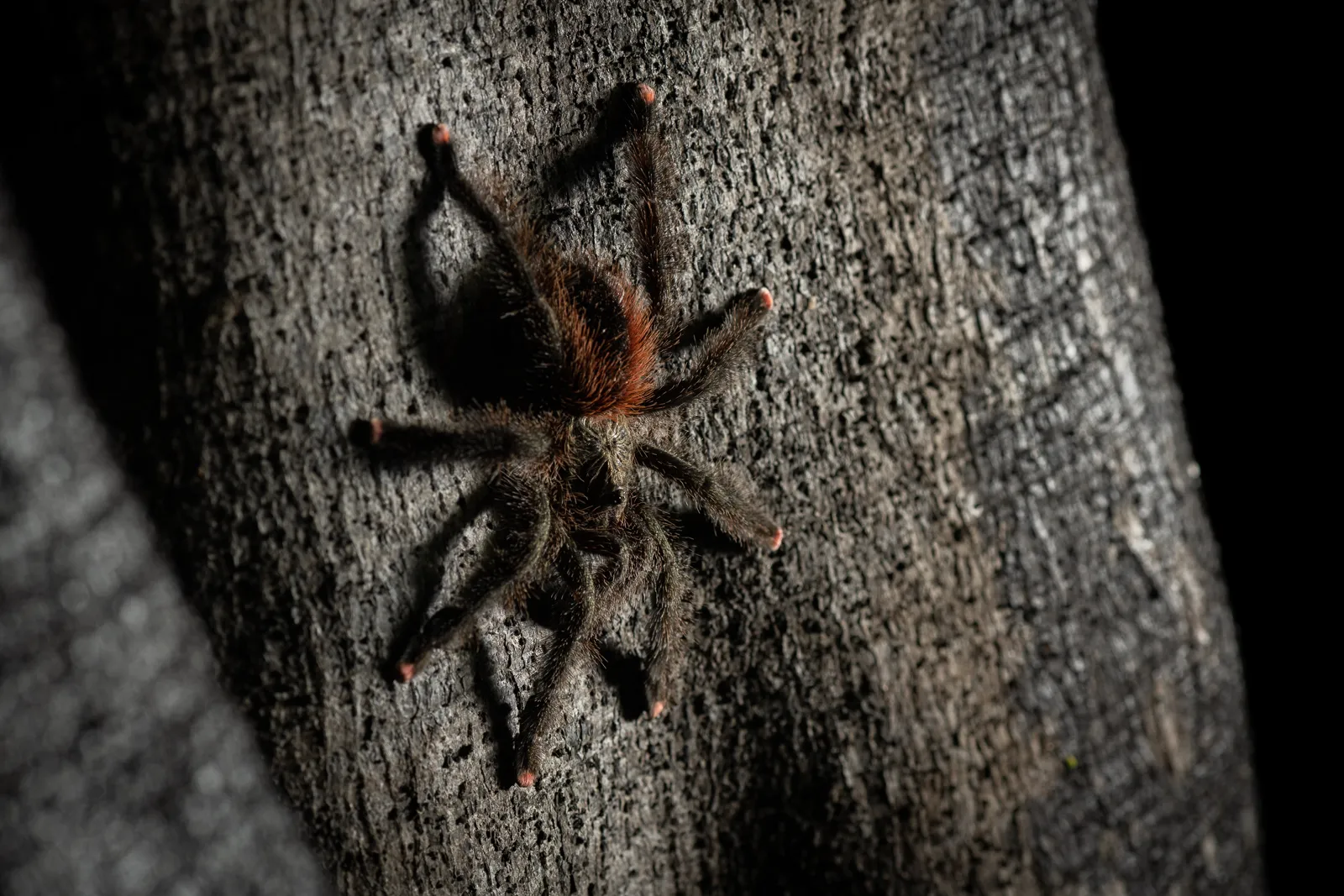 18154 pinktoe tarantula close up