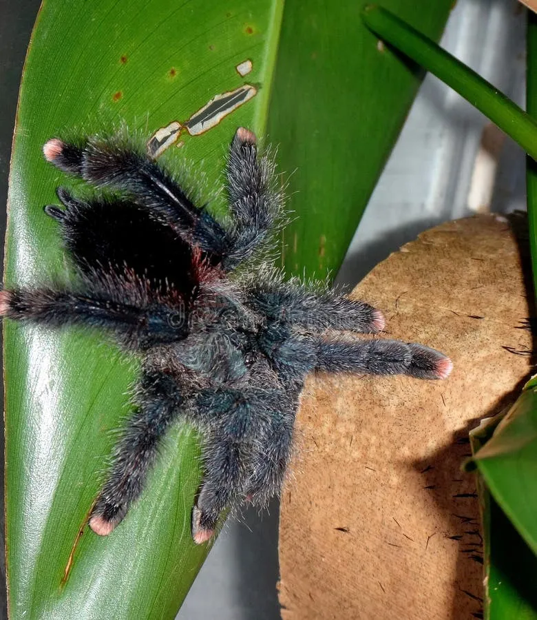 18154 pinktoe tarantula drinking