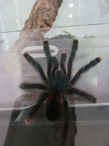 18154 pinktoe tarantula eating