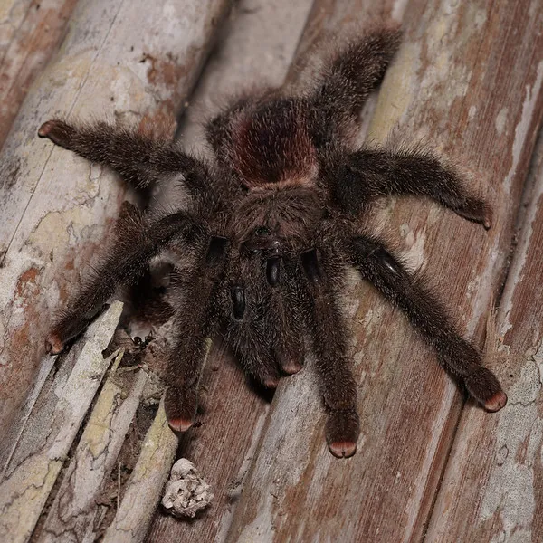 18154 pinktoe tarantula in habitat