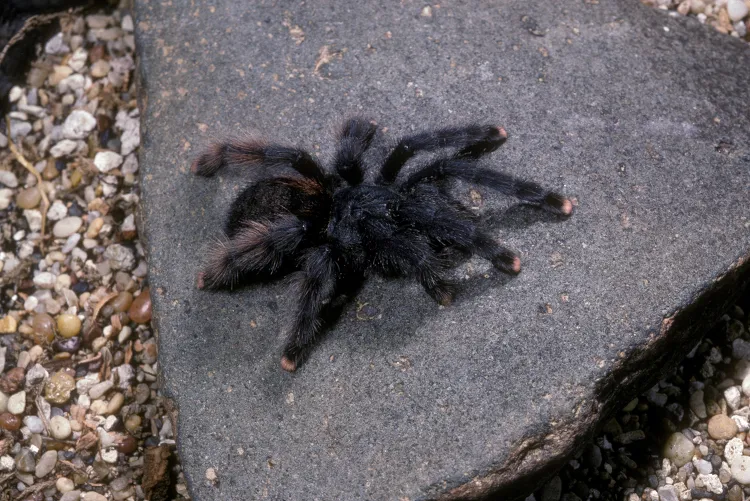 /img/18154-pinktoe-tarantula-substrate.webp