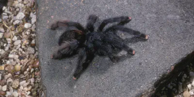 /img/18154-pinktoe-tarantula-substrate.webp