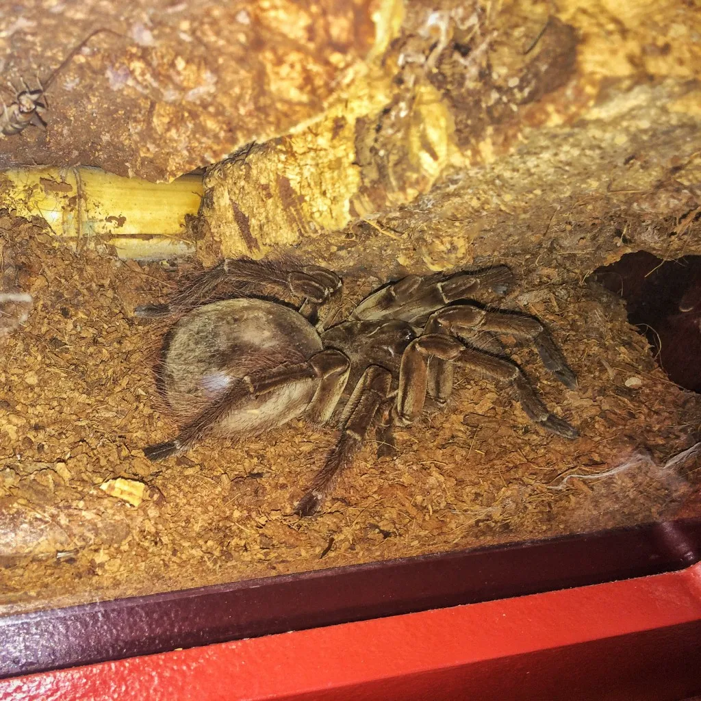 18157 feeding tarantula