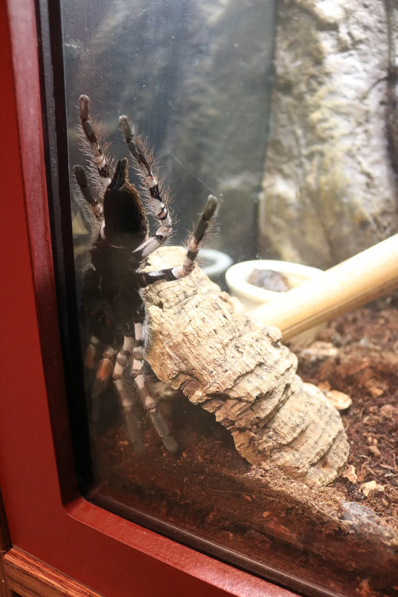 18157 handling tarantula